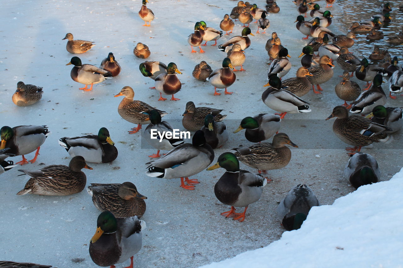 duck, ducks, geese and swans, bird, animal themes, animal wildlife, animal, wildlife, water bird, group of animals, water, large group of animals, mallard, high angle view, nature, mallard duck, no people, cold temperature, snow, poultry, day, lake, winter, outdoors, beach