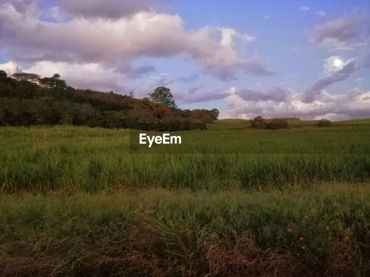 SCENIC VIEW OF FARM AGAINST SKY