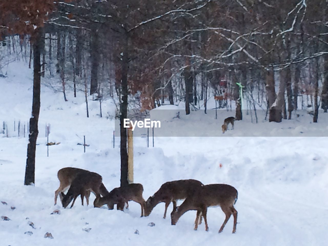 SHEEP ON SNOW FIELD