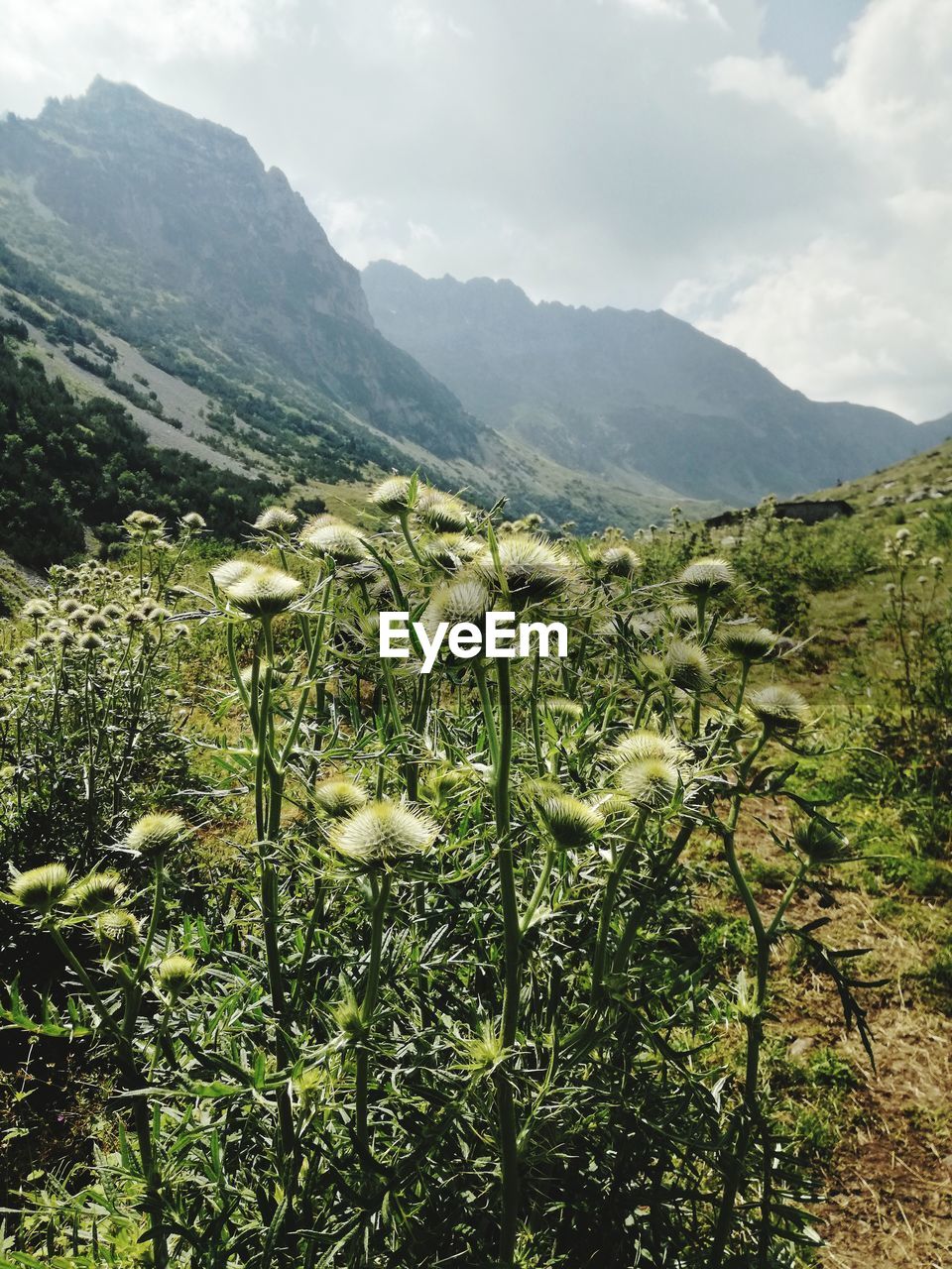 Scenic view of grassy field and mountains against sky