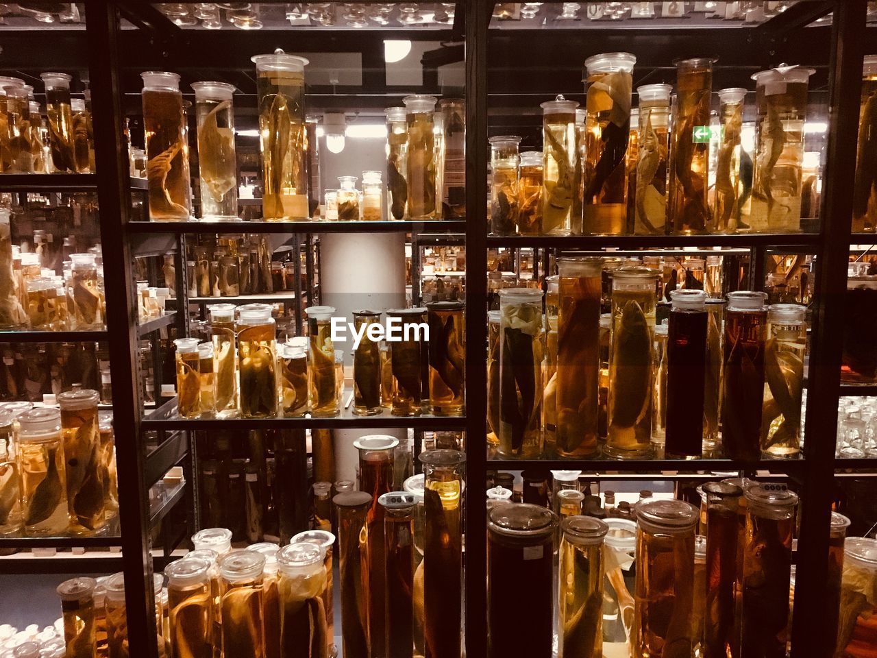 Various specimens in jars at laboratory
