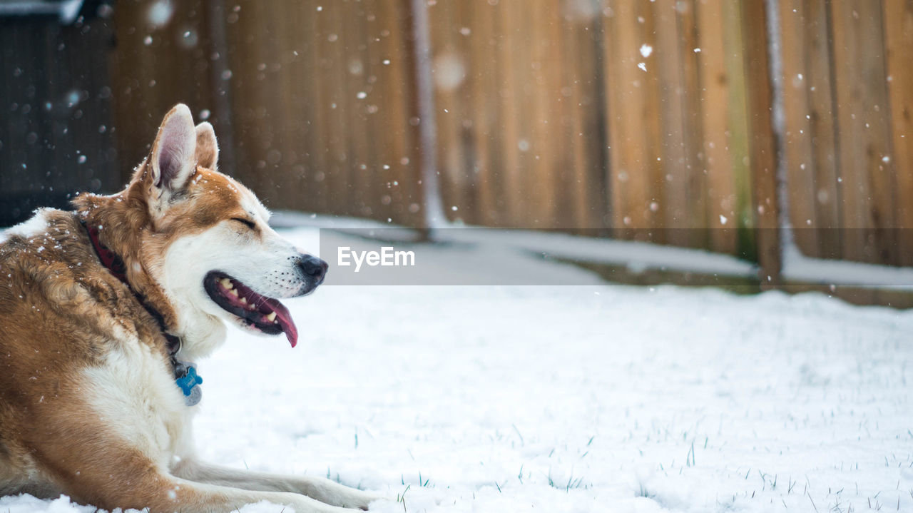 Dog sitting outdoors in winter