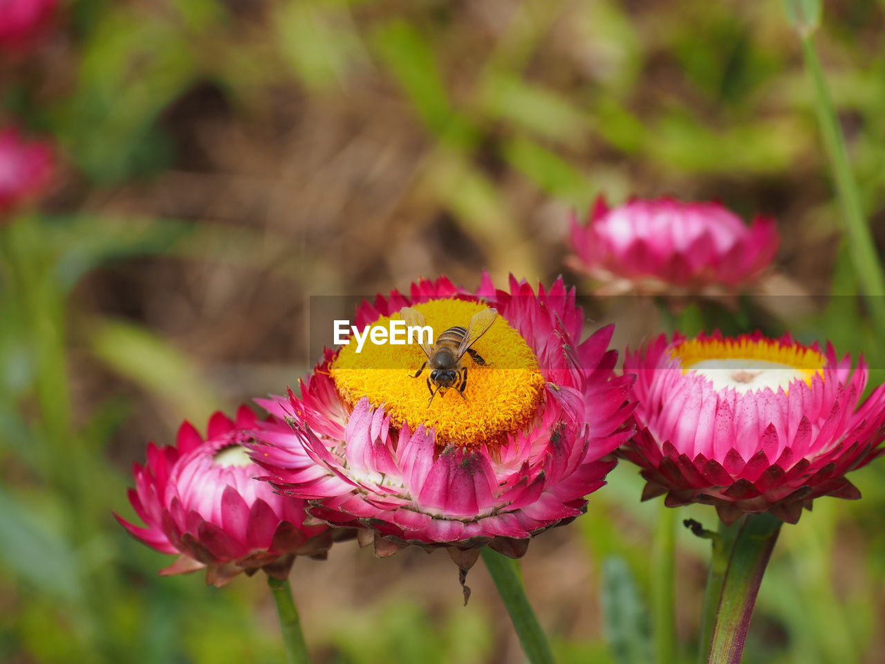 CLOSE-UP OF BEE ON PINK FLOWERS