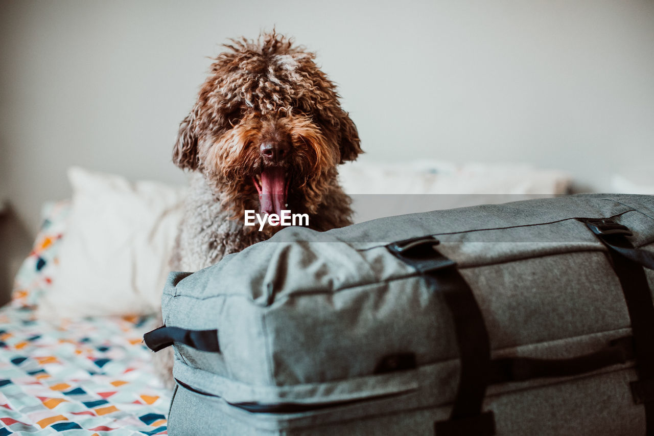 Portrait of dog sitting by luggage on bed at home