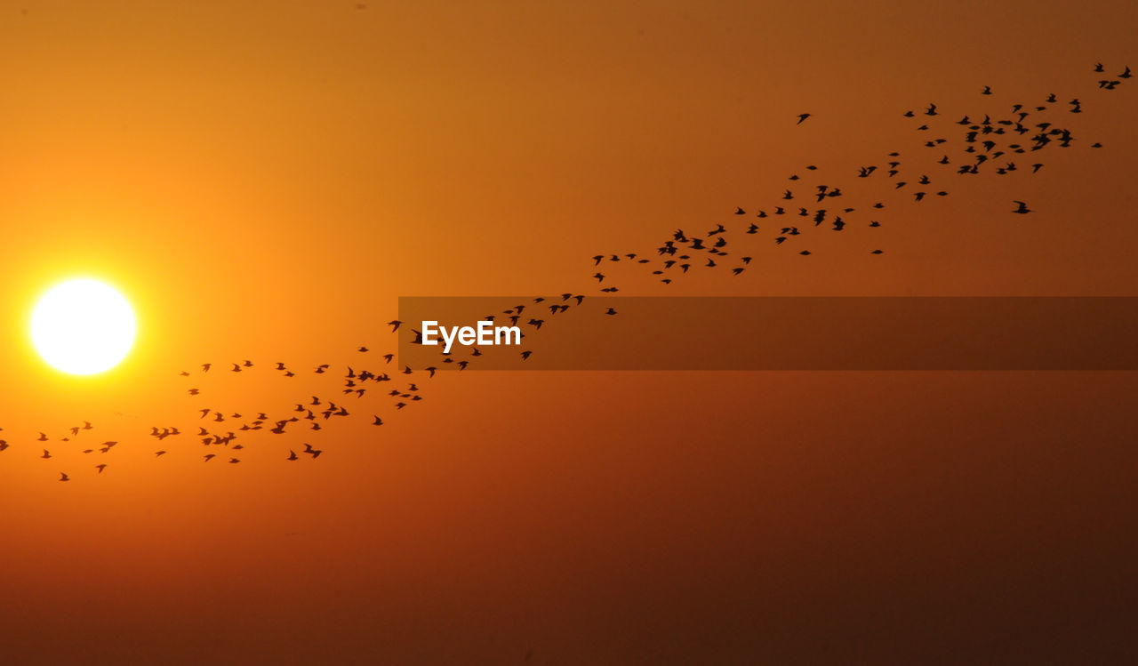 FLOCK OF BIRDS FLYING IN SKY AT SUNSET