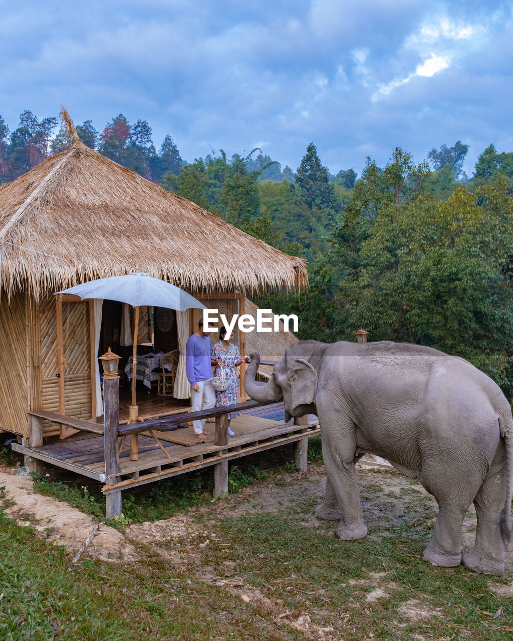 Elephant in forest