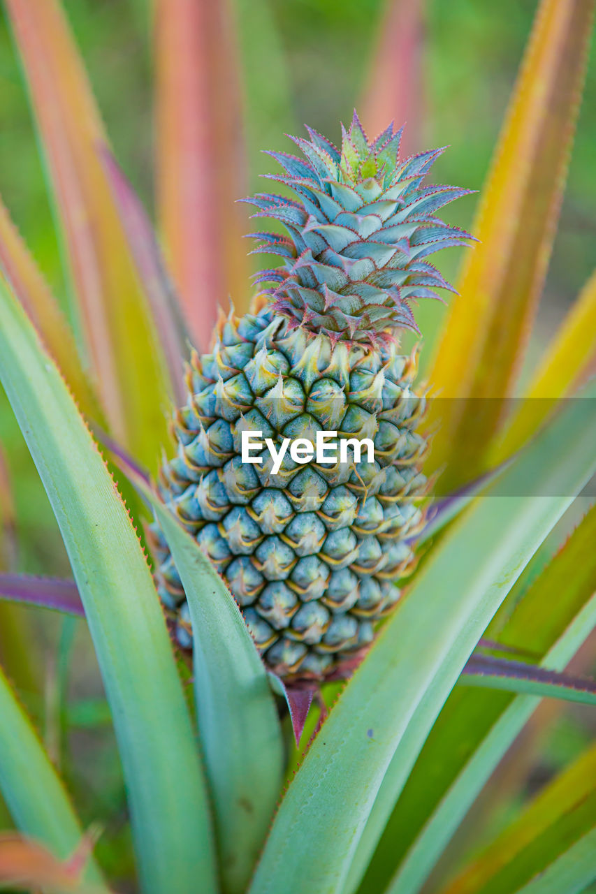 Pineapple tree in natural background daytime light