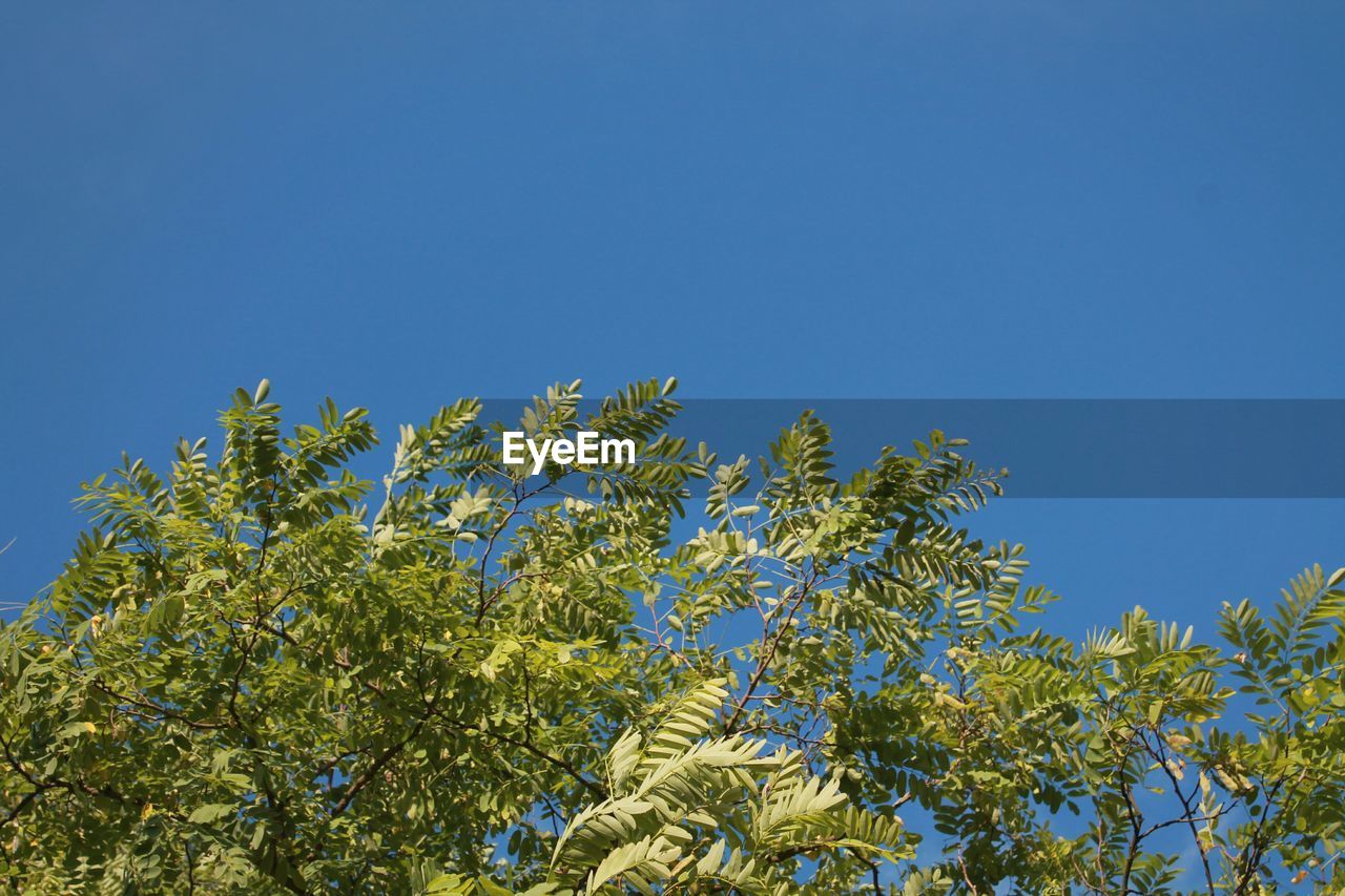 LOW ANGLE VIEW OF TREE AGAINST SKY