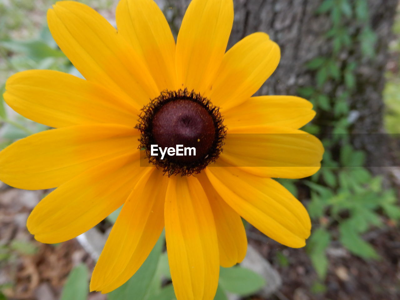 CLOSE-UP OF YELLOW HIBISCUS