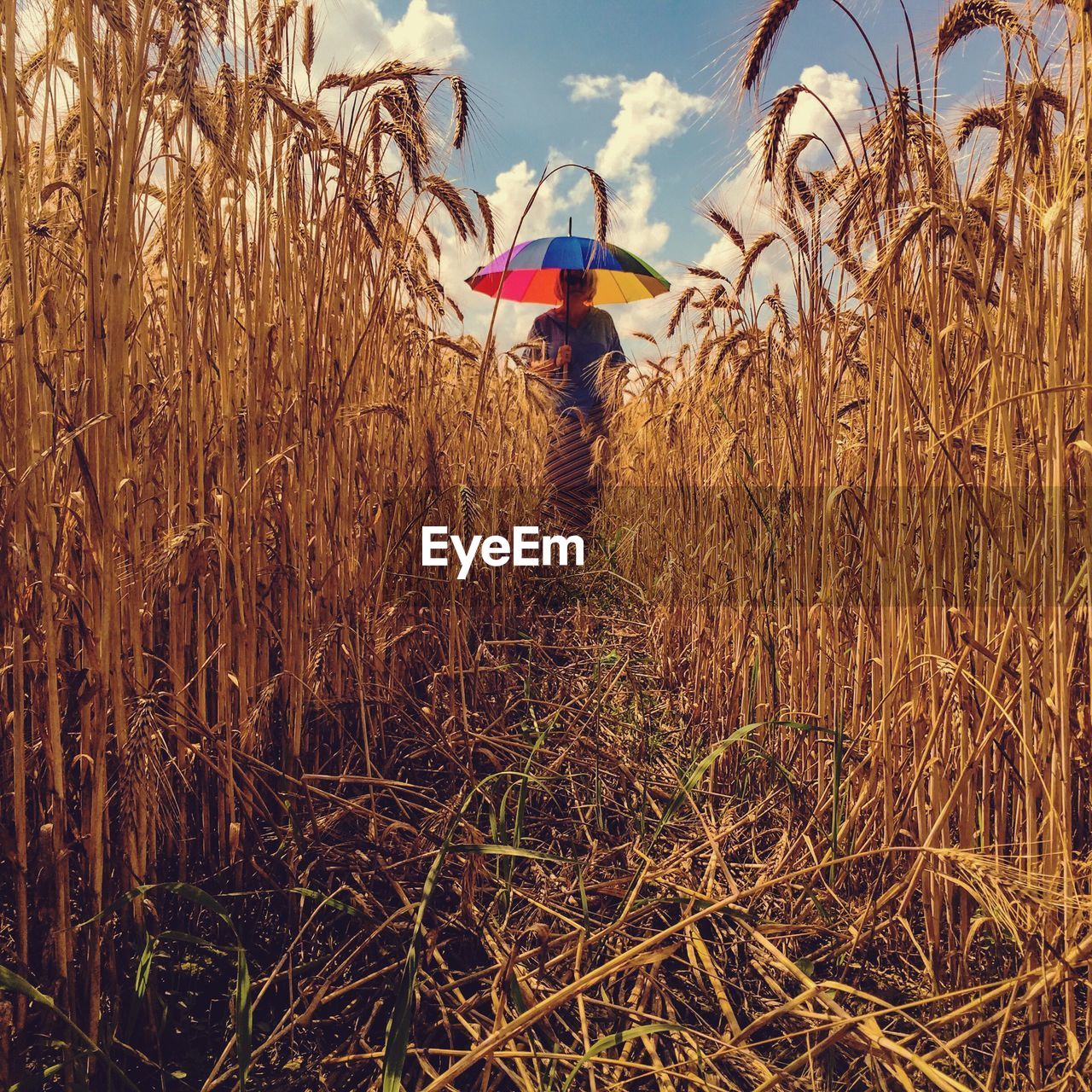 Woman under umbrella standing on wheat field