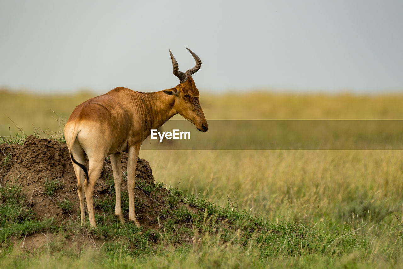 Hartebeest standing on grass