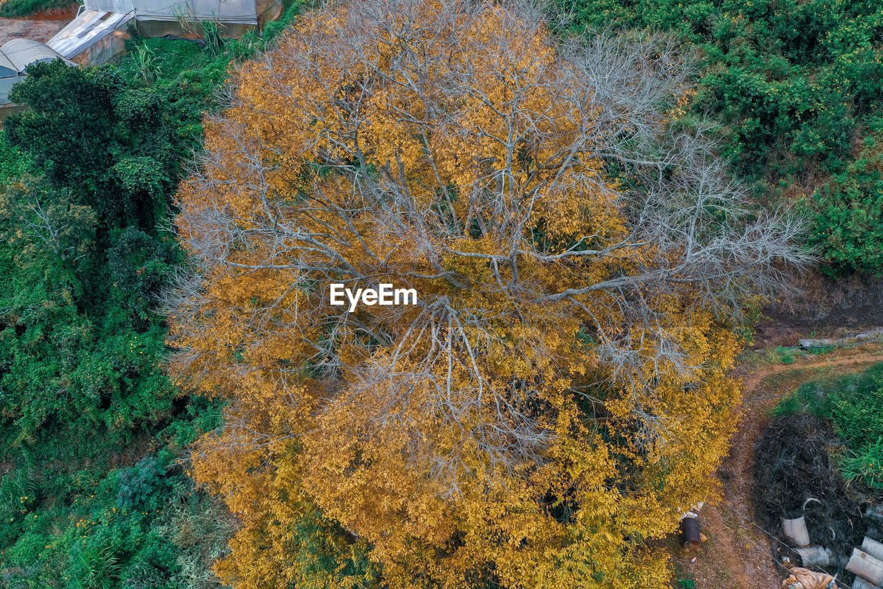 plant, tree, leaf, autumn, growth, day, high angle view, nature, no people, beauty in nature, woodland, land, forest, tranquility, green, outdoors, scenics - nature, flower, tranquil scene, environment