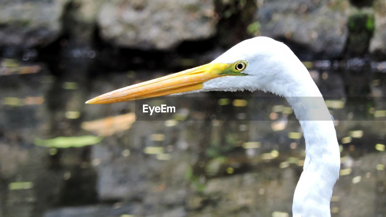 CLOSE-UP OF BIRD AGAINST BLURRED BACKGROUND