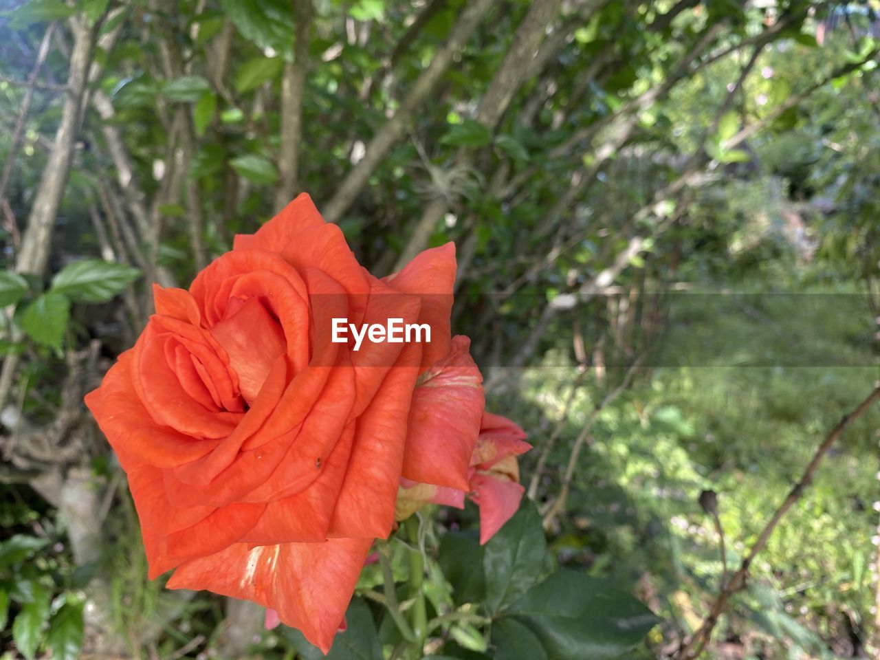 plant, flower, beauty in nature, growth, flowering plant, petal, nature, fragility, red, leaf, plant part, close-up, freshness, inflorescence, flower head, focus on foreground, no people, day, rose, orange color, tree, outdoors, land, green, botany