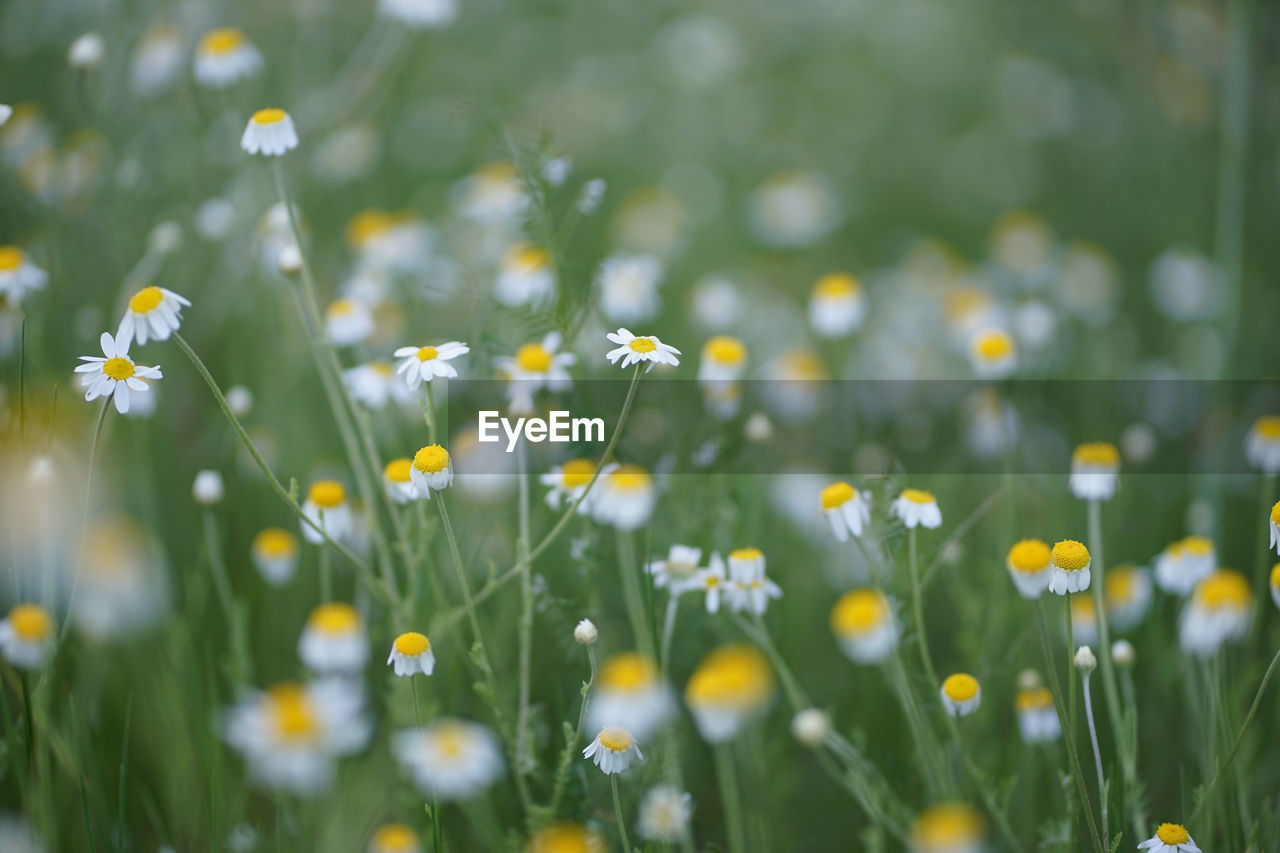 Wide field of matricaria chamomilla recutita, known as chamomile, camomile or scented mayweed.