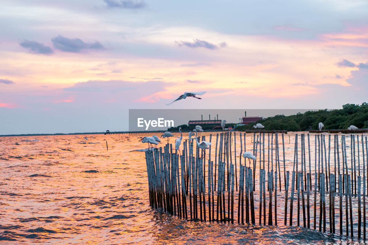 SEAGULL ON WOODEN POST AT BEACH AGAINST SKY