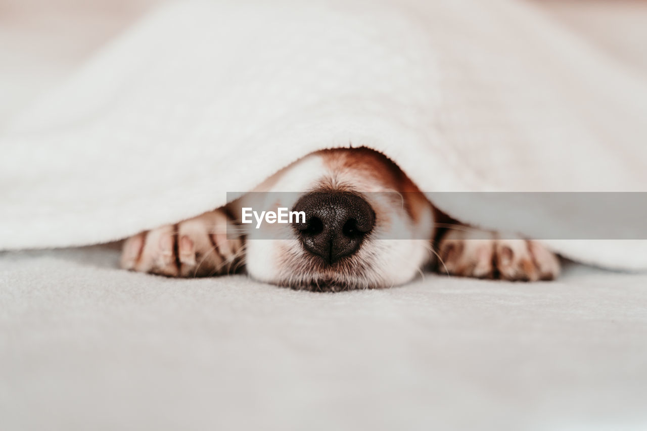 Close-up of dog covered with blanket