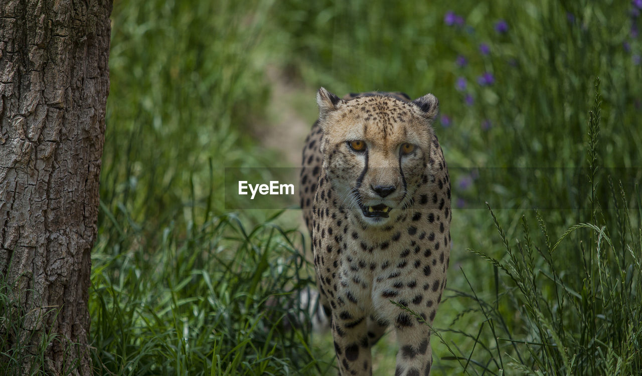 Close-up of leopard walking in forest