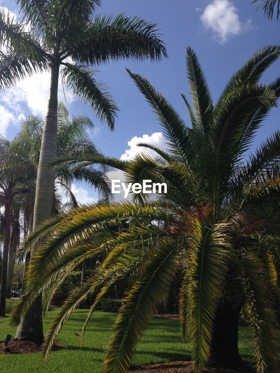 LOW ANGLE VIEW OF PALM TREES AGAINST SKY