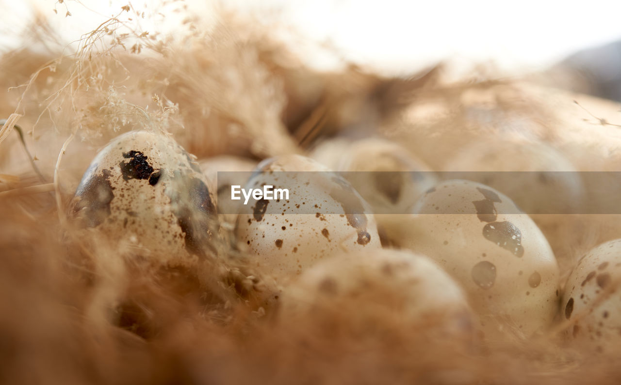 Quail eggs in hay nest