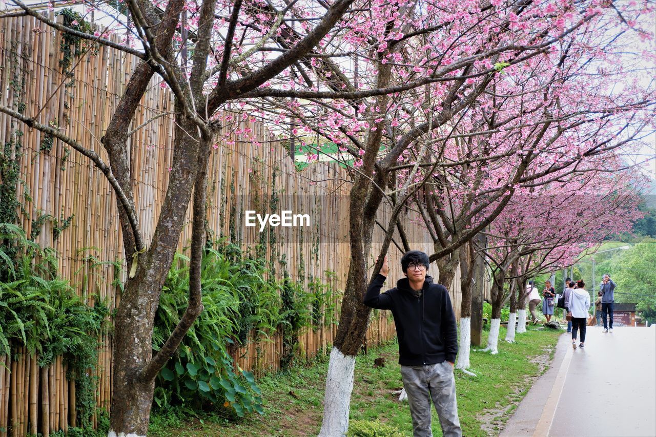 Man by cherry blossom tree on road