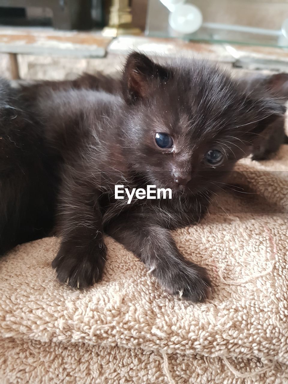PORTRAIT OF CAT WITH KITTEN