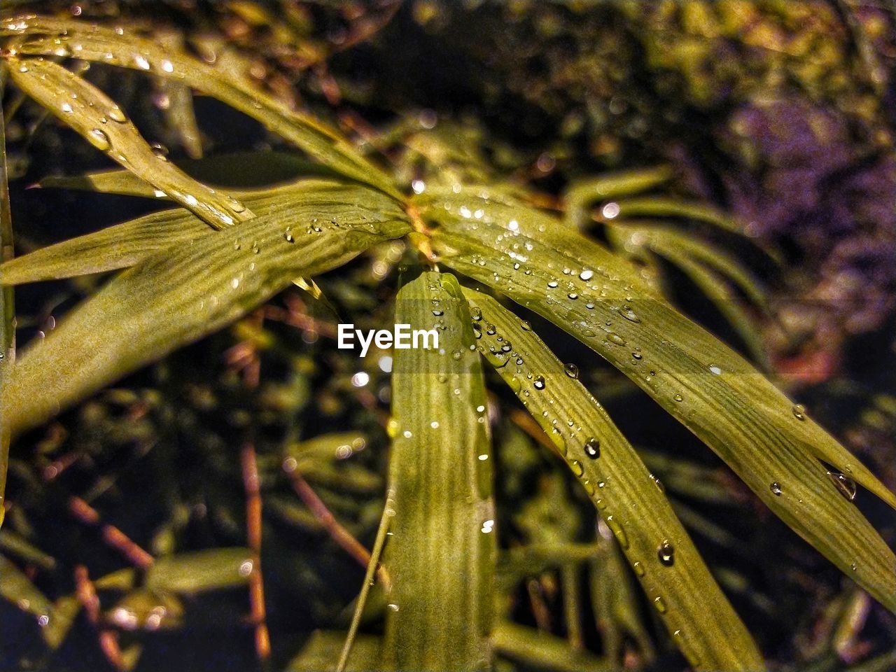 CLOSE-UP OF WATER DROPS ON PLANT