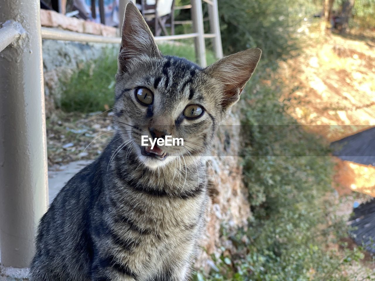 PORTRAIT OF TABBY CAT OUTDOORS