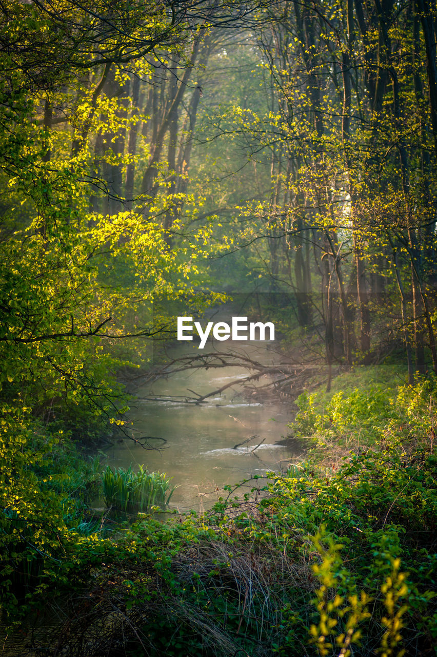 TREES GROWING IN FOREST