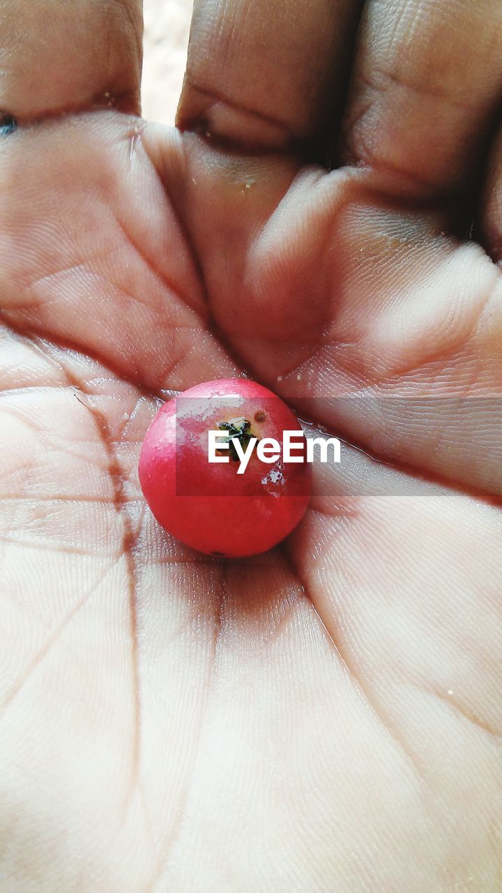 Close-up of guarana fruit on palm