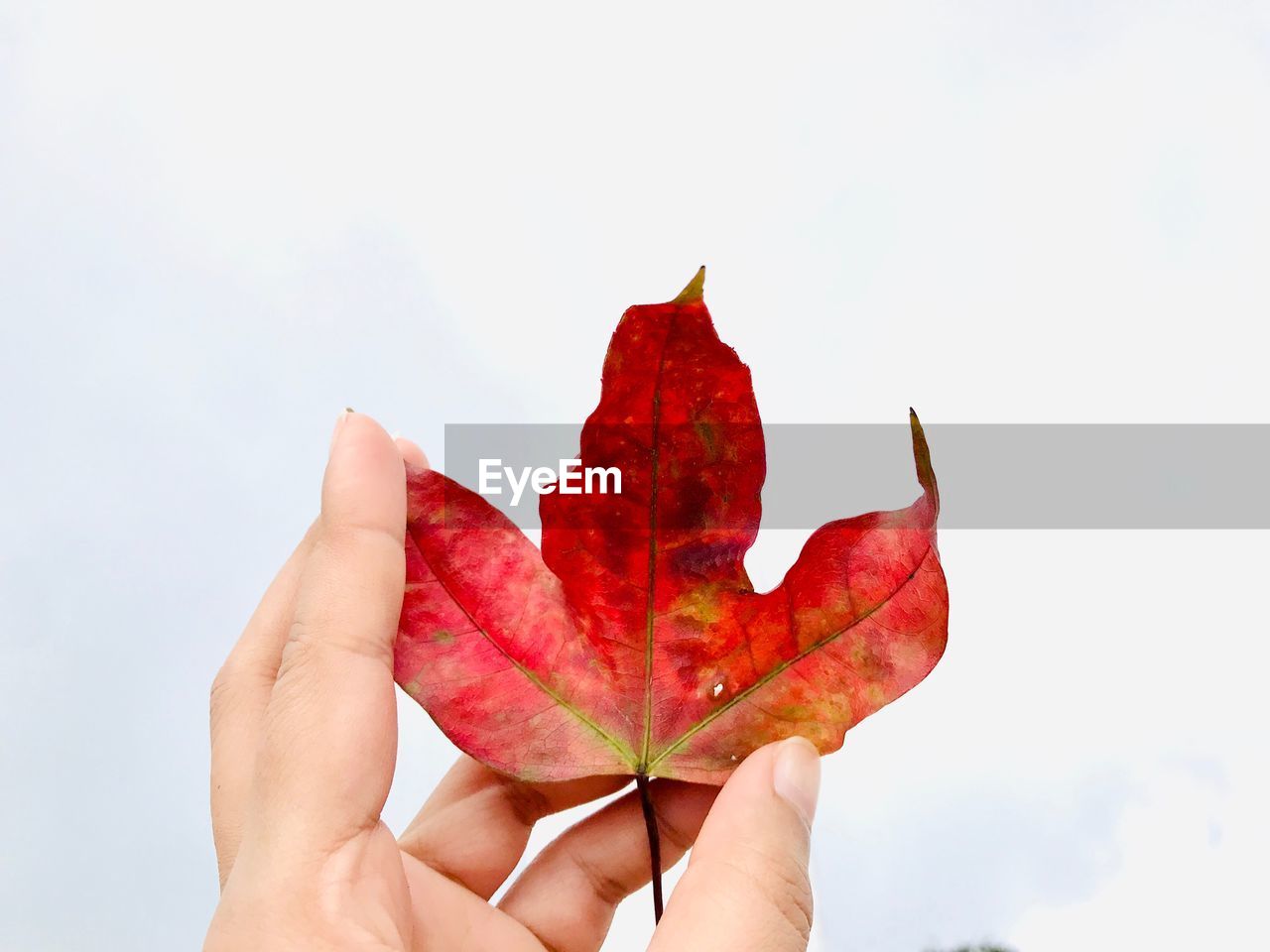 MIDSECTION OF PERSON HOLDING MAPLE LEAF AGAINST SKY