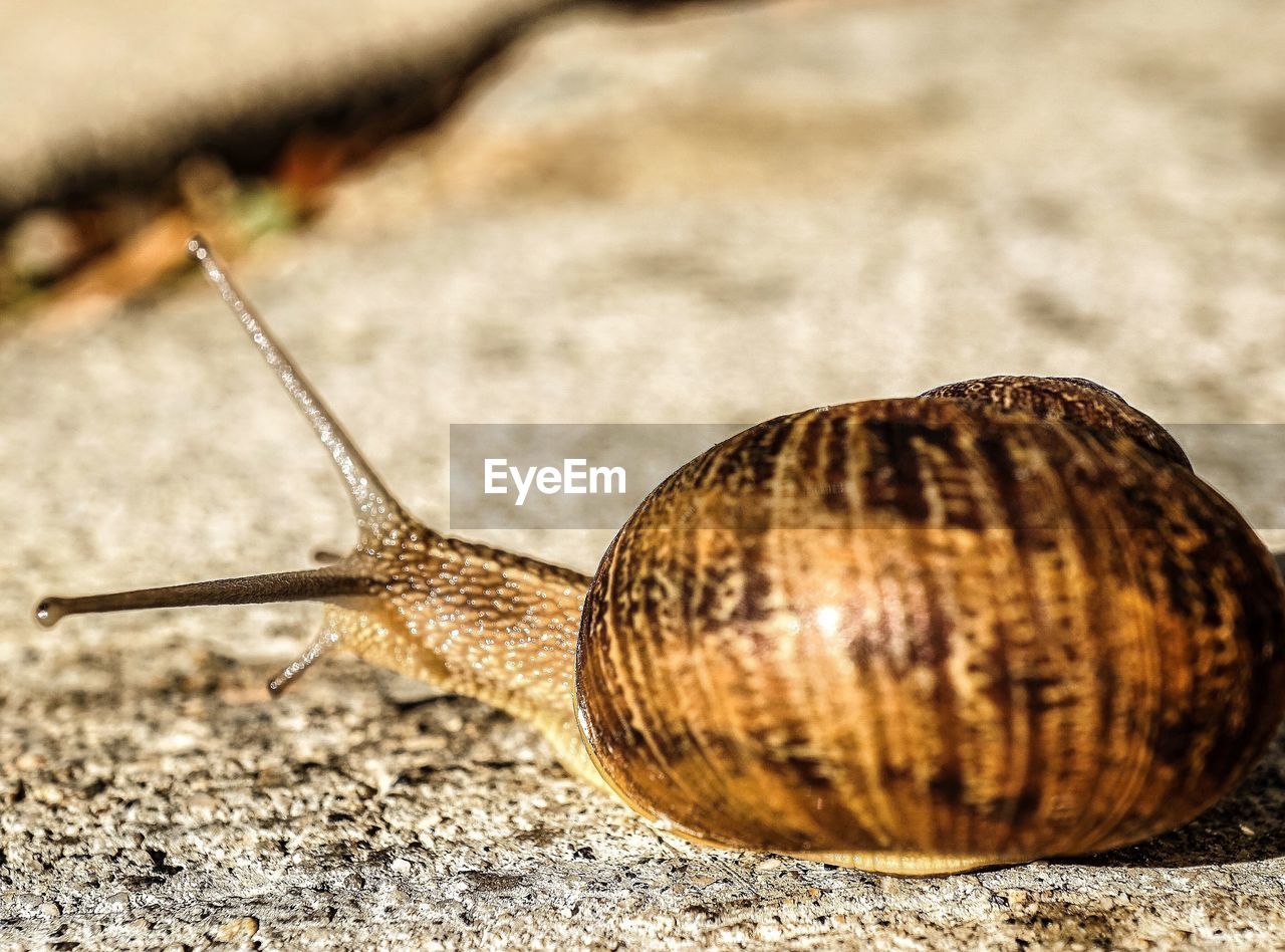 Close-up of snail on sand