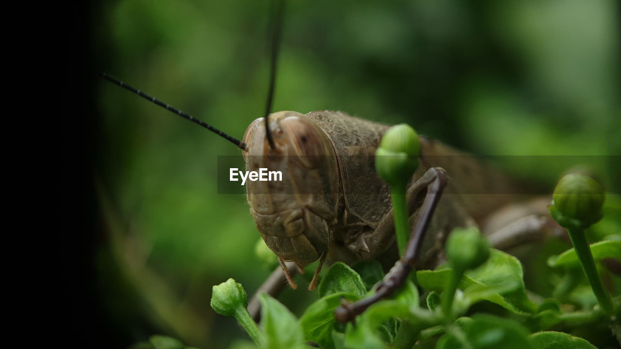 close-up of grasshopper on leaf