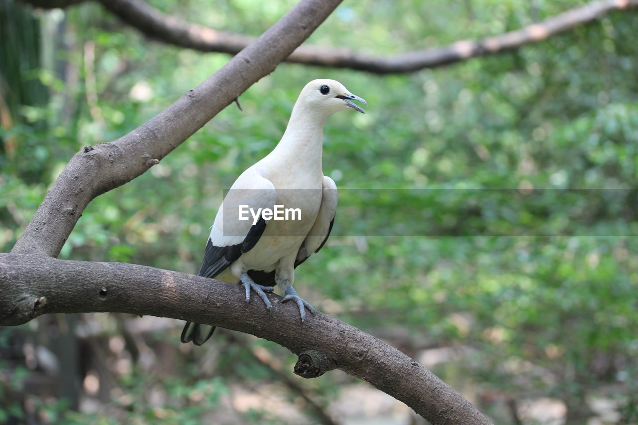 CLOSE-UP OF WHITE BIRD PERCHING ON A TREE