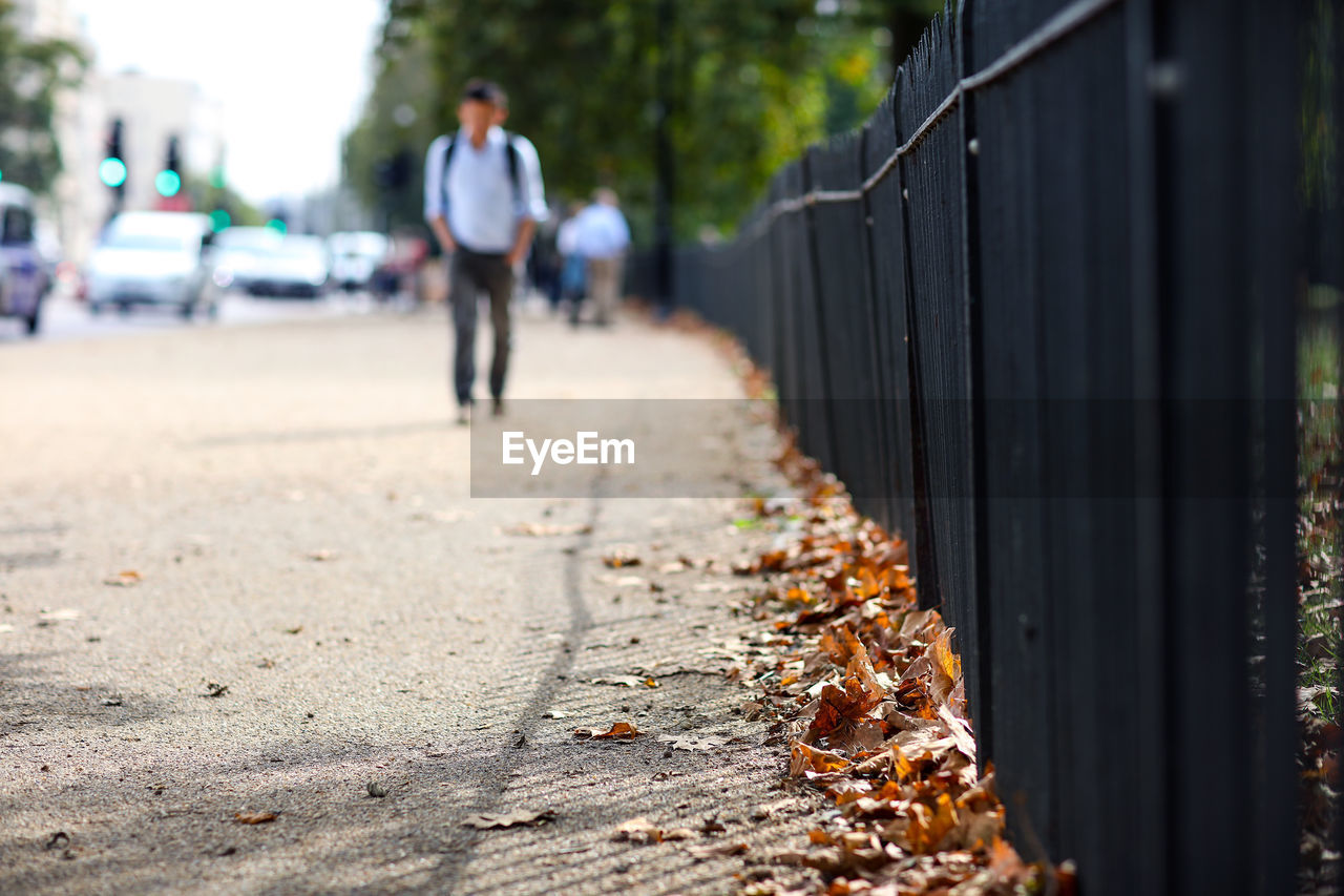 Low angle view of fallen leaves along sidewalk