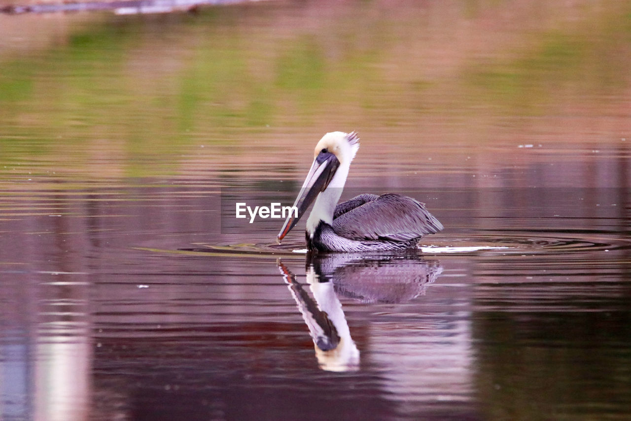 VIEW OF A BIRD ON LAKE