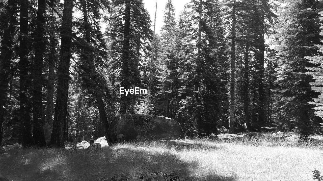 TREES ON LANDSCAPE IN FOREST