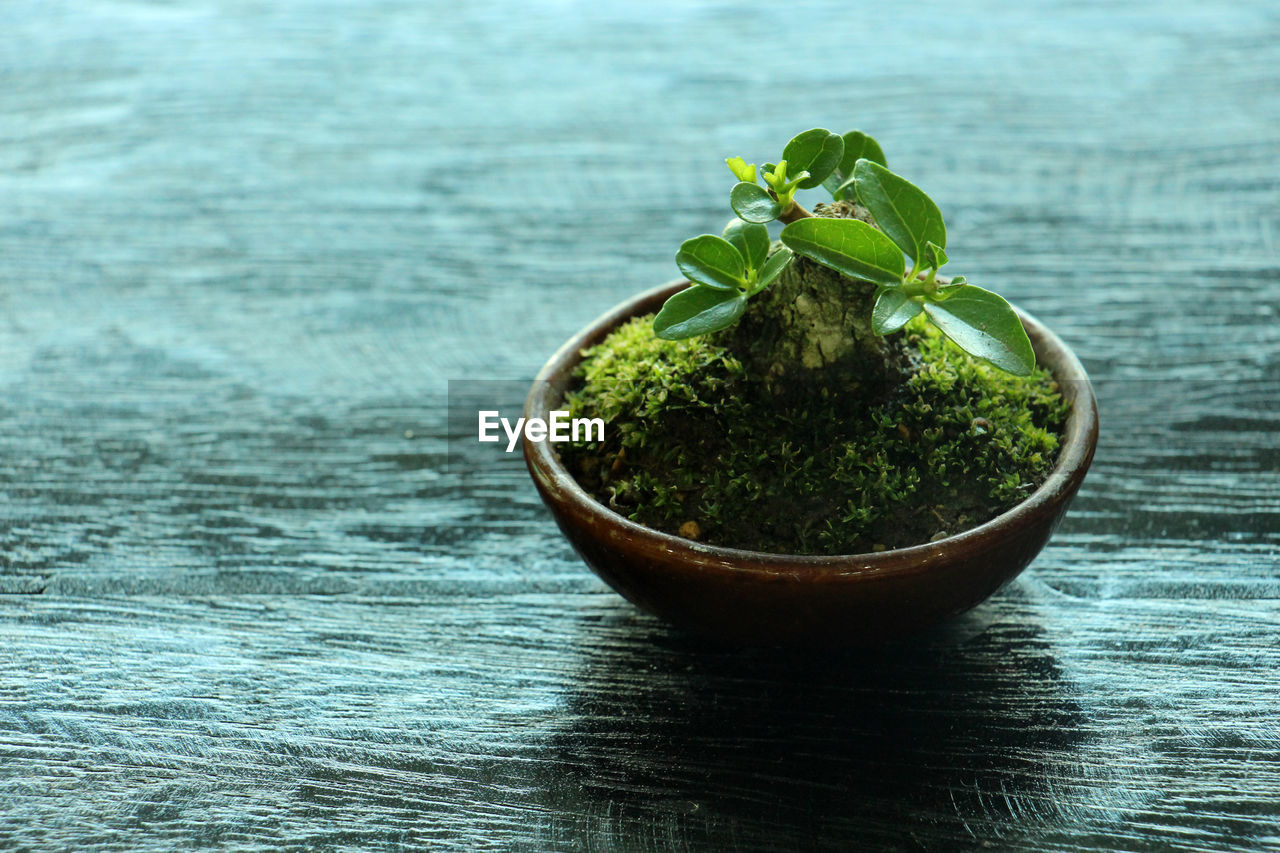 CLOSE-UP OF POTTED PLANT ON TABLE AGAINST WALL