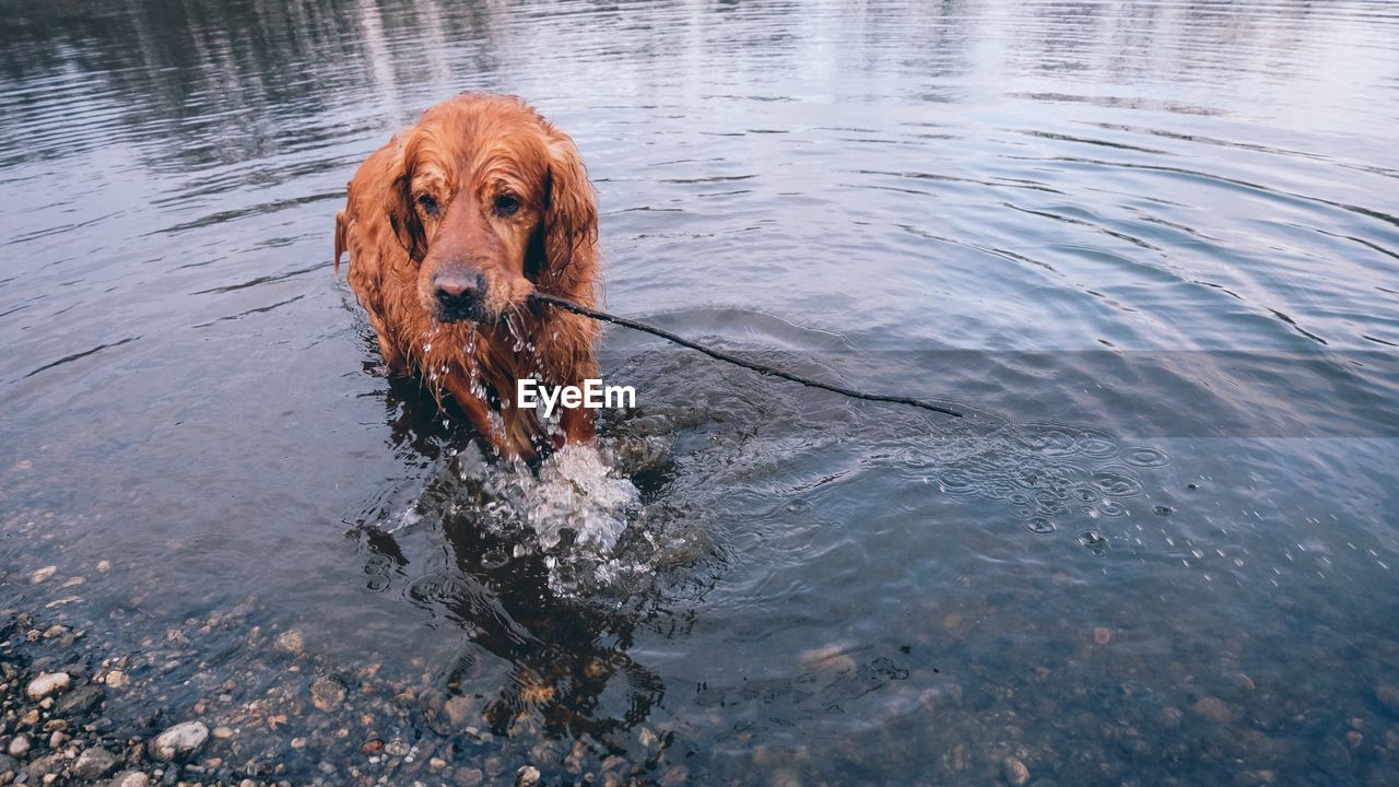 Dog in lake