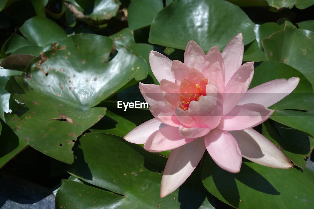 CLOSE-UP OF PINK WATER LILY IN POND