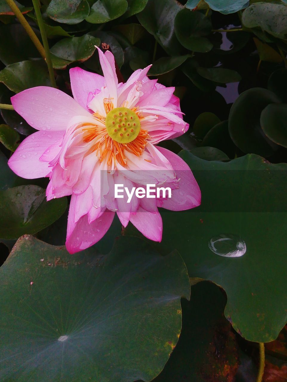 CLOSE-UP OF PINK LOTUS WATER LILY BLOOMING