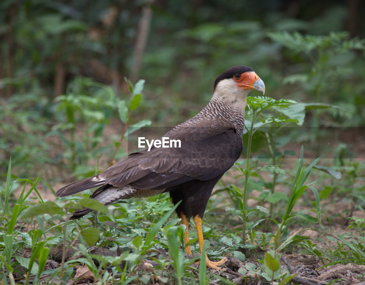 Closeup of crested caracara caracara plancus hunting on ground pampas del yacuma, bolivia.