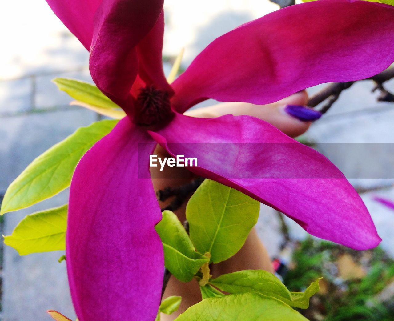 CLOSE-UP OF PINK FLOWER PLANT