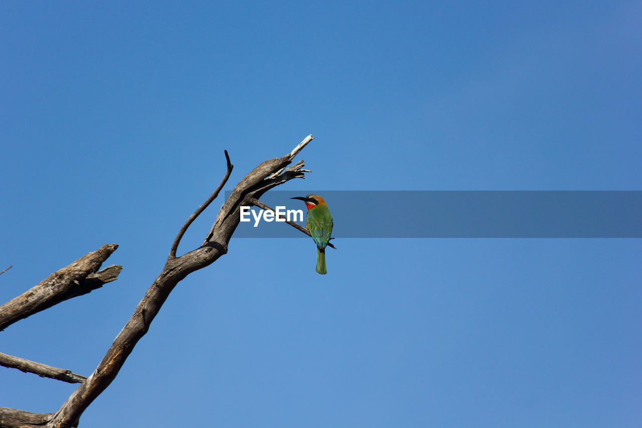 White-fronted bee-eater rear with clear blue sky merops bullockoides