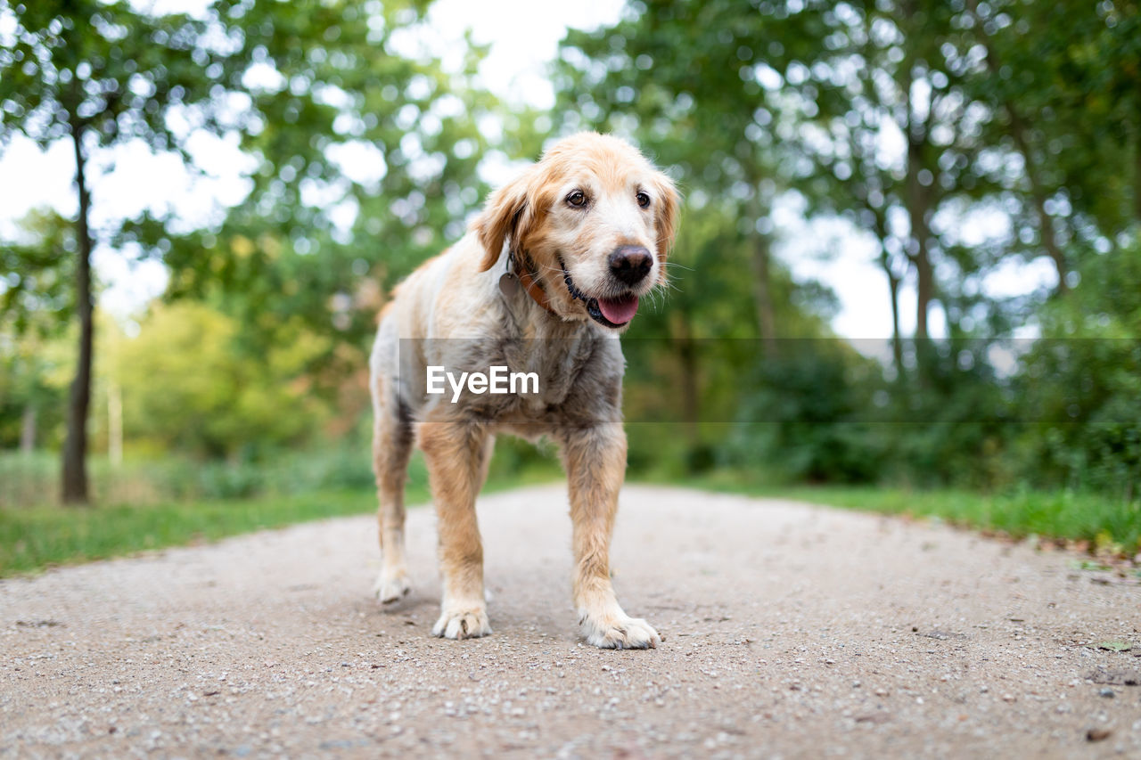 PORTRAIT OF DOG ON ROAD