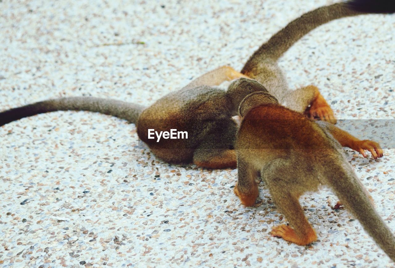 High angle view of monkeys at singapore zoo