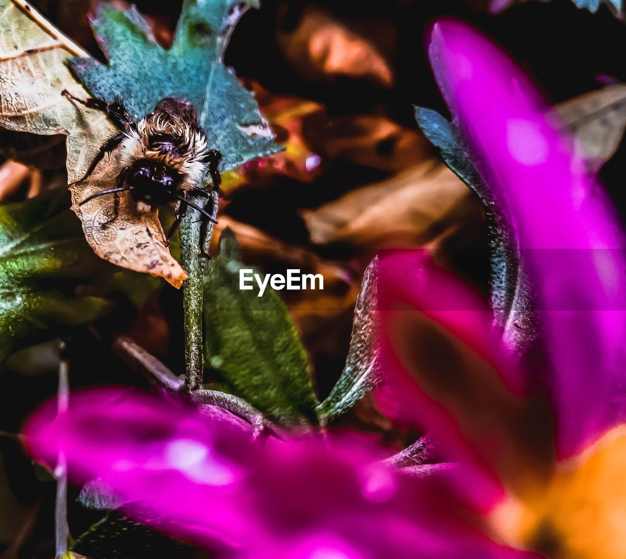 CLOSE-UP OF BUTTERFLY ON PURPLE CROCUS