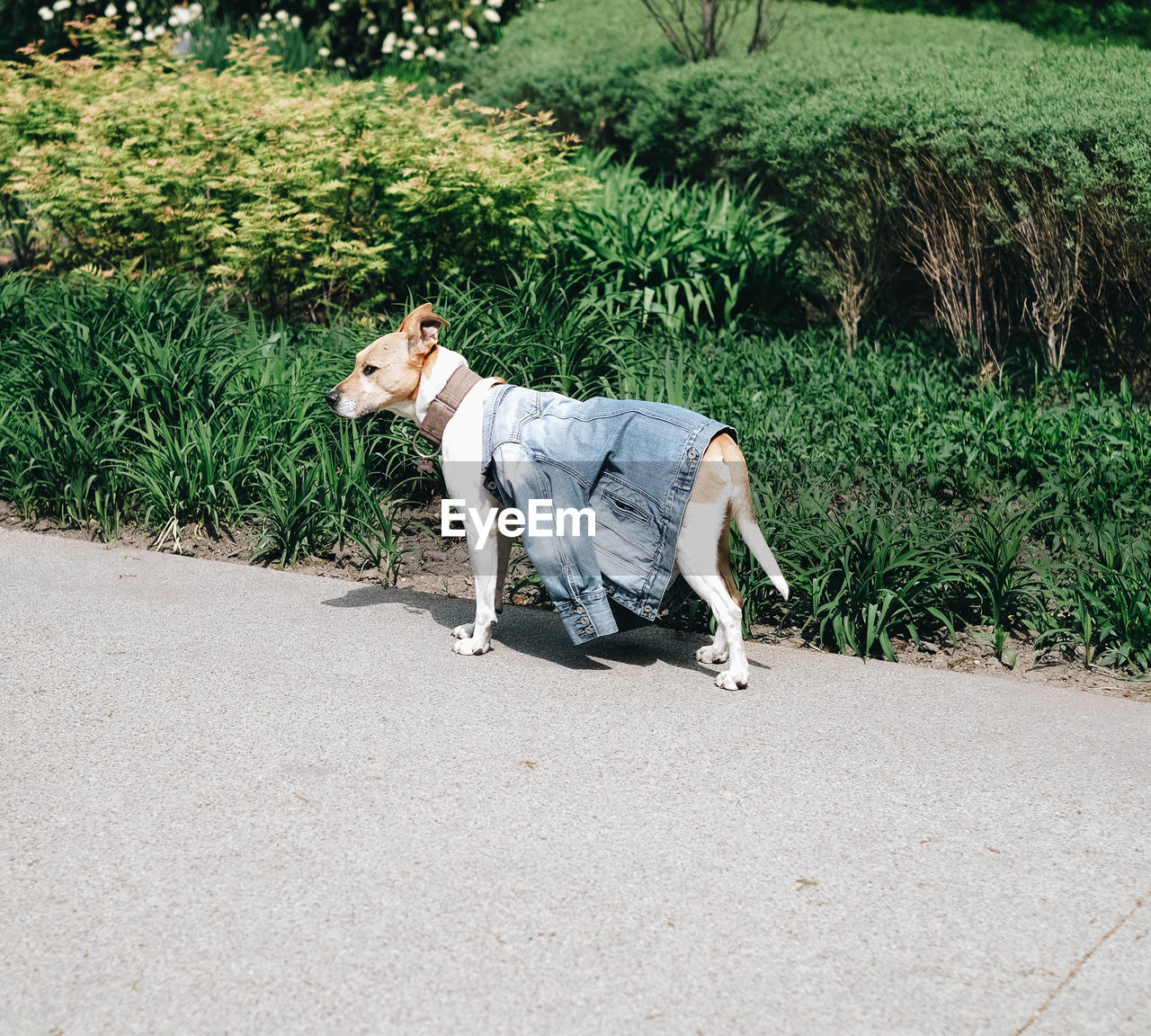 Side view of a dog wearing a jacket on the road