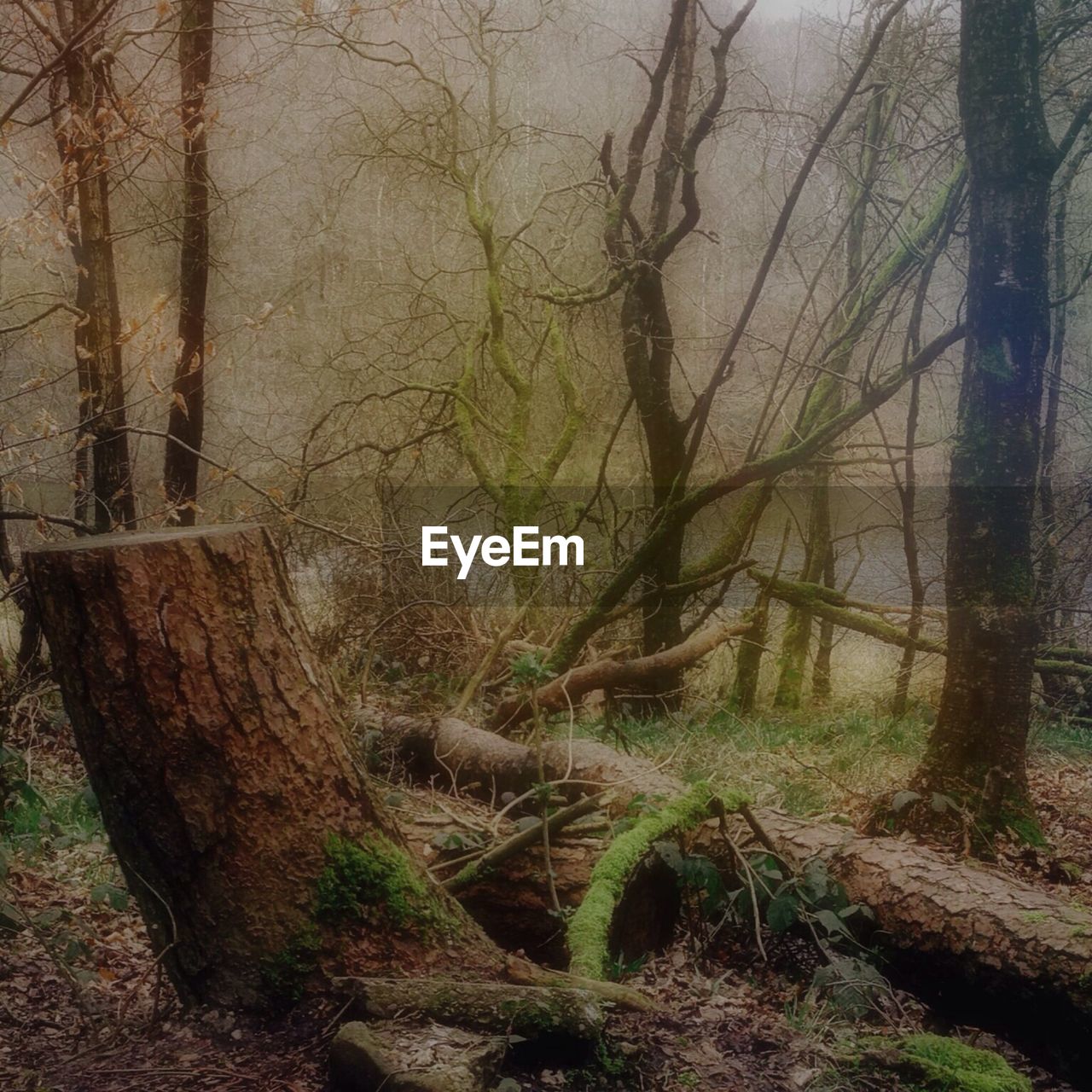 VIEW OF TREES IN FOREST