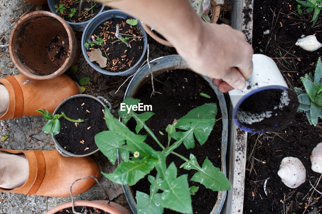 HIGH ANGLE VIEW OF HAND HOLDING POTTED PLANT